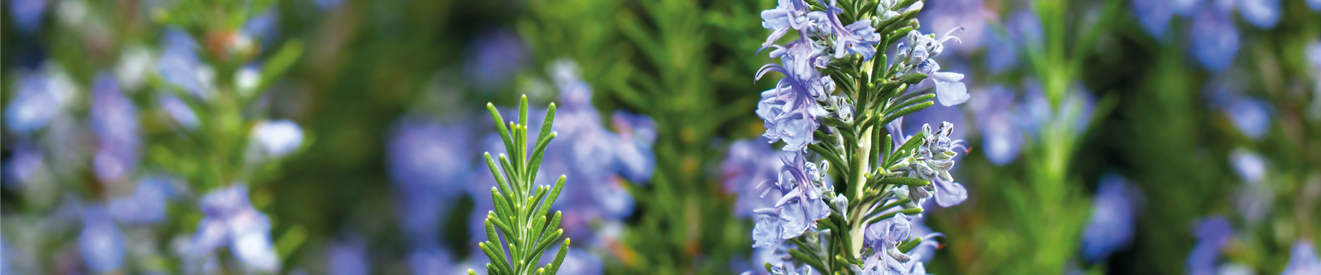 PFLANZE DES MONATS APRIL: ROSMARIN