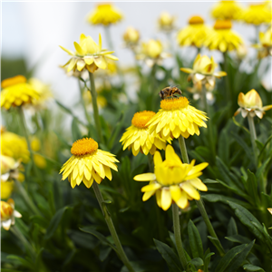 PFLANZE DES MONATS MAI: STROHBLUME