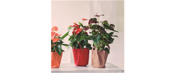 KLASSISCHE WEIHNACHTEN! KLASSISCHE WEIHNACHTEN!