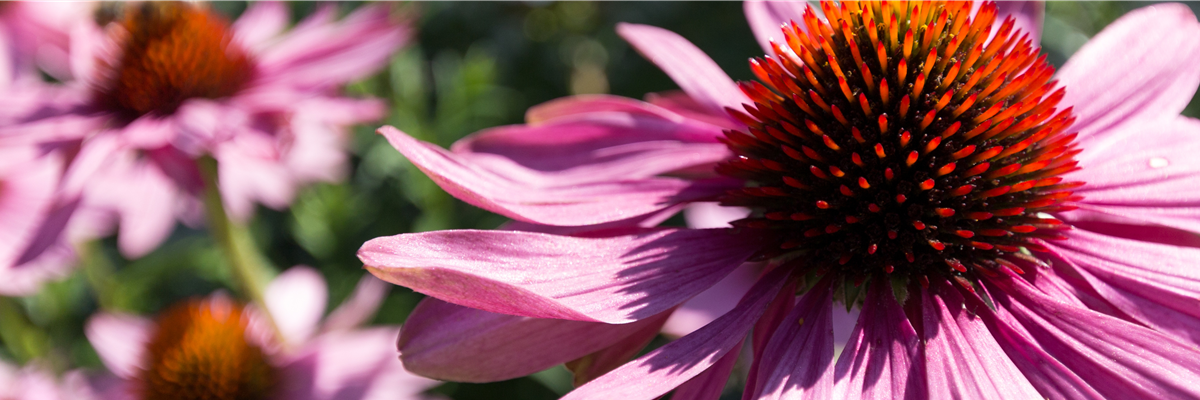 Buch des Monats: Februar!