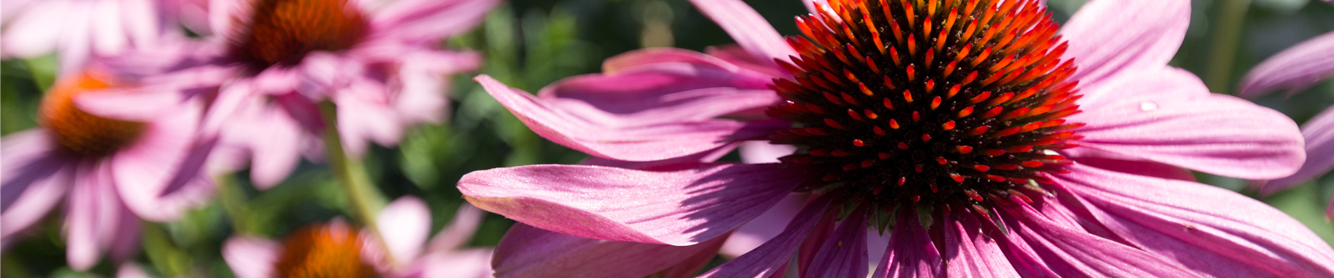 Buch des Monats: Februar!