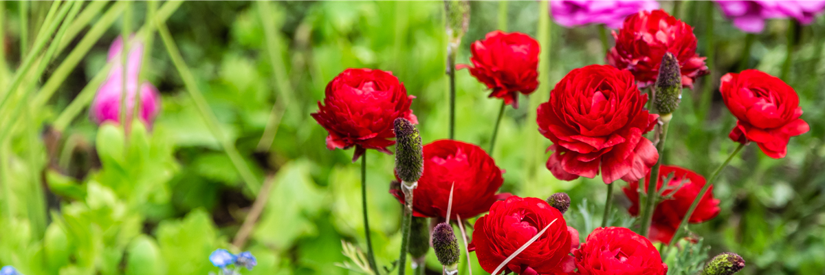 Buch des Monats: Mai!