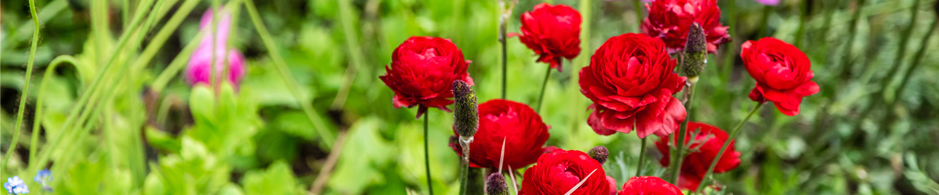 Buch des Monats: Mai!