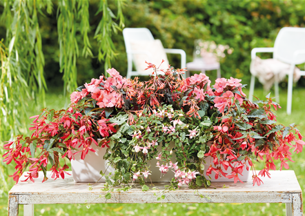 IM TREND: BALKON!