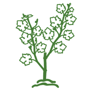 OBSTGARTEN! OBSTGARTEN!