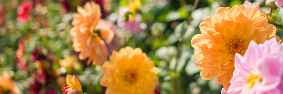 Buch des Monats: Juli!