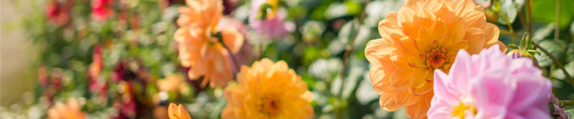 Buch des Monats: Juli!