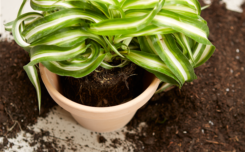 Zimmerpflanzen, Balkon- und Terrassenpflanzen - Pflanzenpflege vom Profi Zimmerpflanzen, Balkon- und Terrassenpflanzen - Pflanzenpflege vom Profi