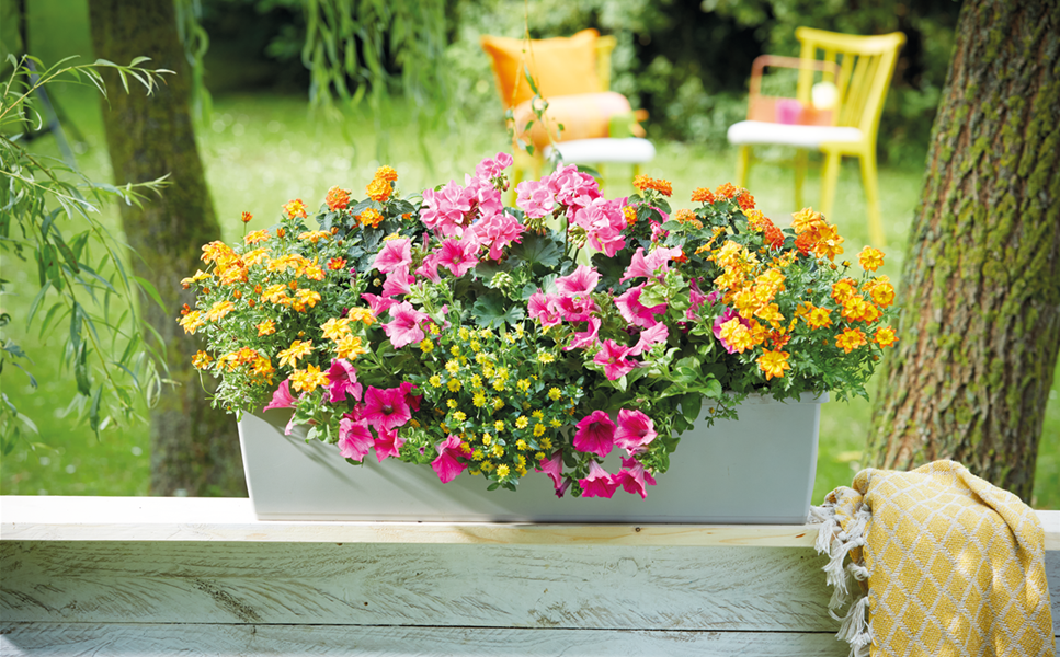 BALKONKäSTEN - individuell bepflanzen lassen BALKONKäSTEN - individuell bepflanzen lassen