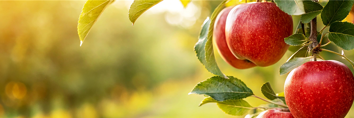 Buch des Monats: August!