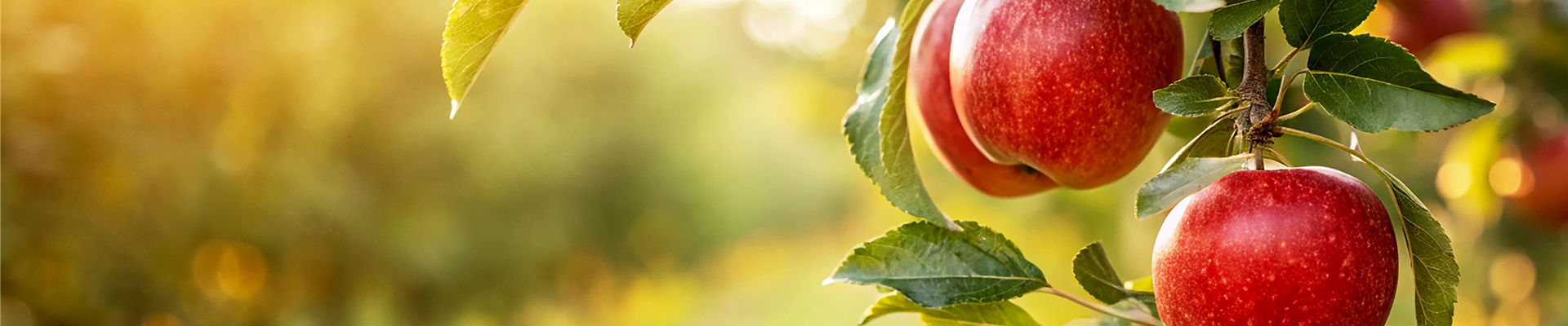 Buch des Monats: August!