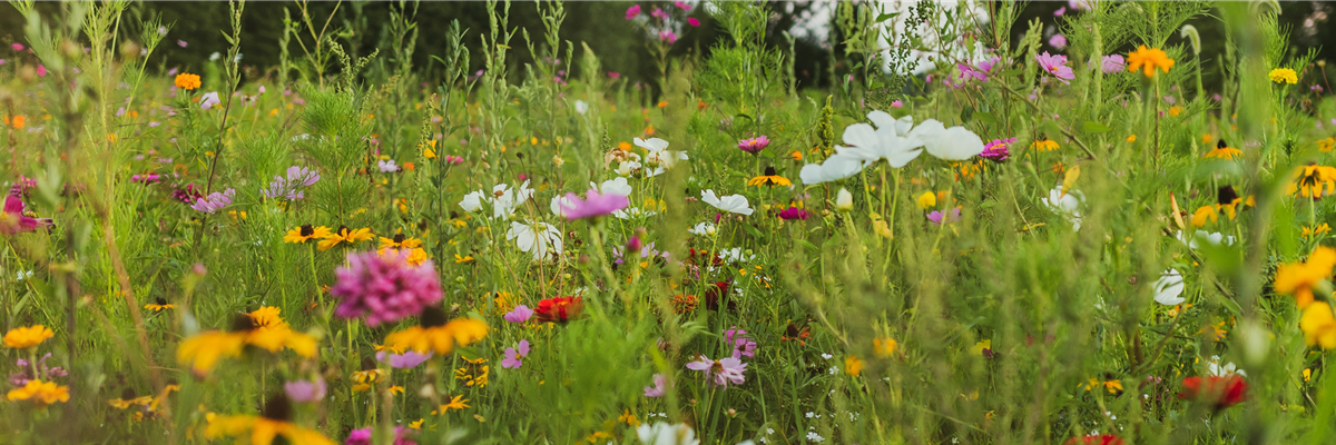 Buch des Monats: Oktober!