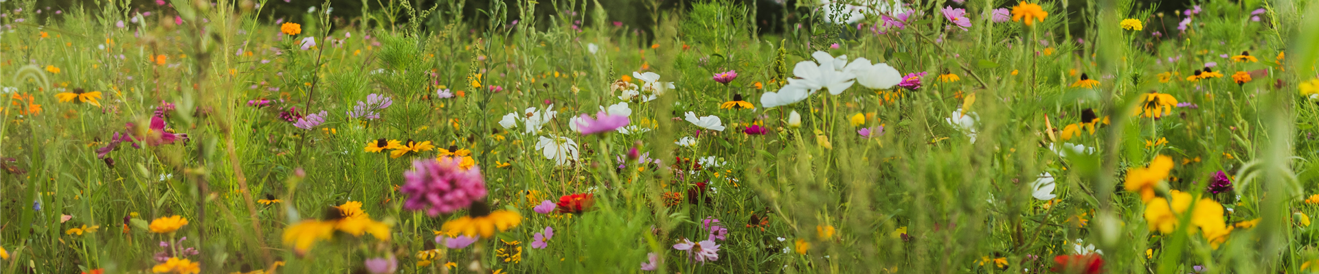 Buch des Monats: Oktober!