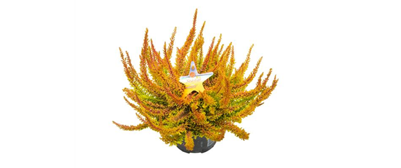 WARME FARBEN, STARKE WIRKUNG! WARME FARBEN, STARKE WIRKUNG!