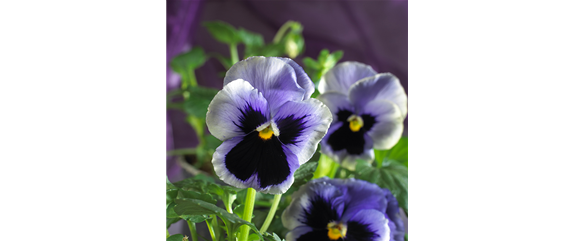 ESSBARE BLüTEN! ESSBARE BLüTEN!