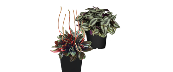 IM GLANZ DER ELEGANZ! IM GLANZ DER ELEGANZ!