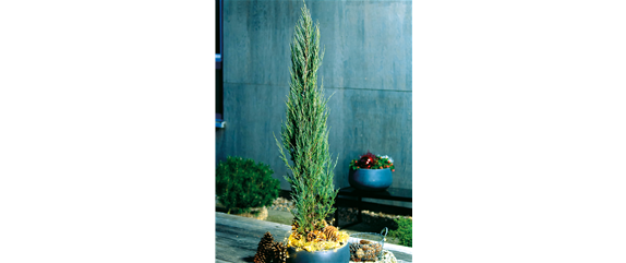 LICHTBLICKE IM WINTER-GARTEN! LICHTBLICKE IM WINTER-GARTEN!