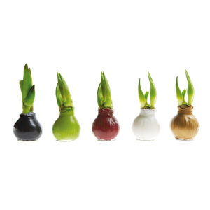 IM GLANZ DER ELEGANZ! IM GLANZ DER ELEGANZ!