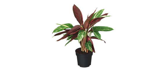 IM GLANZ DER ELEGANZ! IM GLANZ DER ELEGANZ!