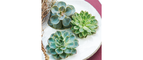 IM GLANZ DER ELEGANZ! IM GLANZ DER ELEGANZ!