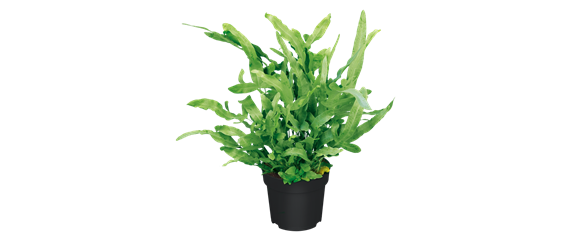 IM GLANZ DER ELEGANZ! IM GLANZ DER ELEGANZ!