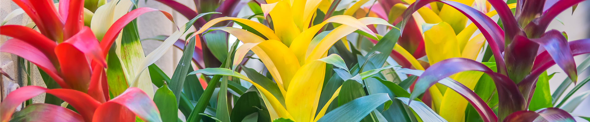 GUZMANIA - HYBRIDE