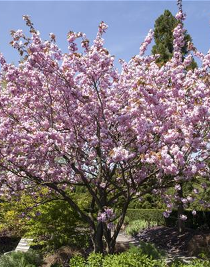 FRüHBLüHENDE GEHöLZE - DIE VORBOTEN DES FRüHLINGS