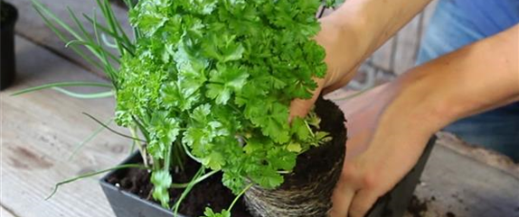 KRäUTERTOPF BEPFLANZEN KRäUTERTOPF BEPFLANZEN