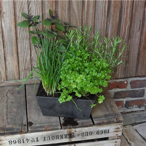 KRäUTERTOPF BEPFLANZEN KRäUTERTOPF BEPFLANZEN