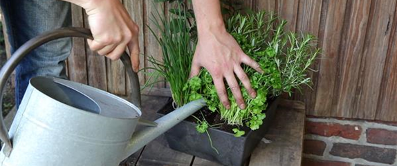 KRäUTERTOPF BEPFLANZEN KRäUTERTOPF BEPFLANZEN