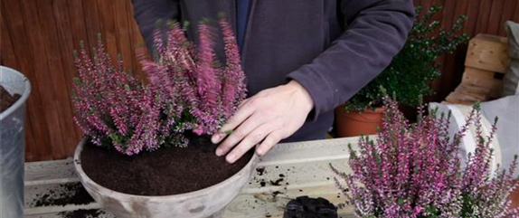 KNOSPENHEIDE - EINPFLANZEN IN EIN GEFÄSS KNOSPENHEIDE - EINPFLANZEN IN EIN GEFÄSS