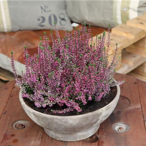 KNOSPENHEIDE - EINPFLANZEN IN EIN GEFÄSS KNOSPENHEIDE - EINPFLANZEN IN EIN GEFÄSS