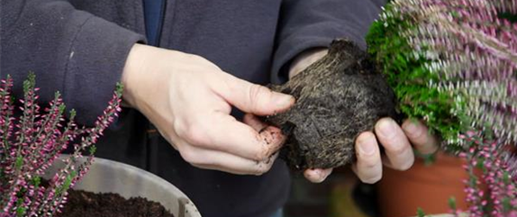 KNOSPENHEIDE - EINPFLANZEN IN EIN GEFÄSS KNOSPENHEIDE - EINPFLANZEN IN EIN GEFÄSS