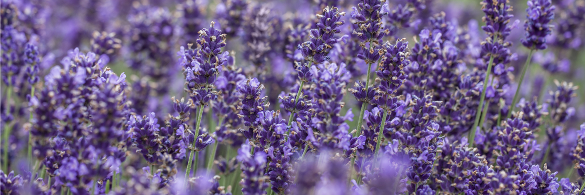 Lavandula angustifolia