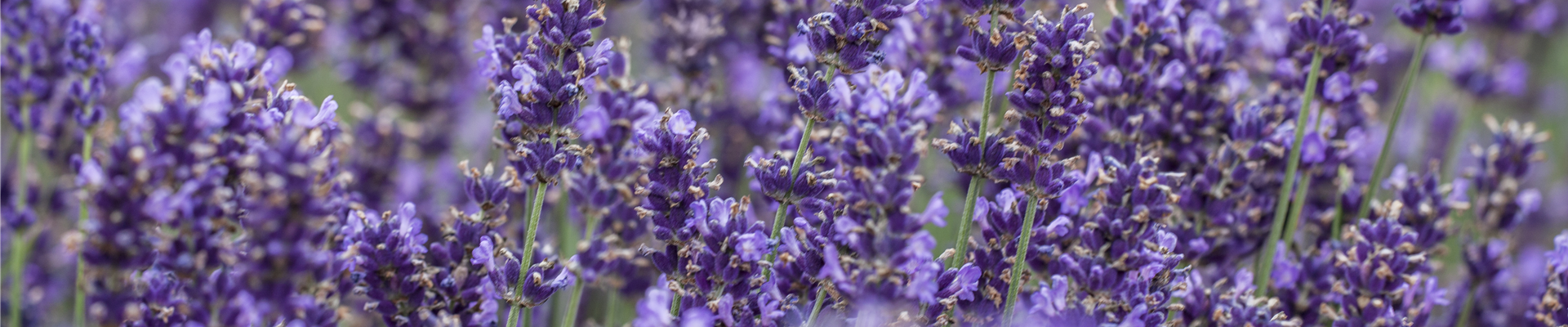 Lavandula angustifolia