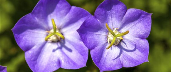 DIE GLOCKENBLUME! DIE GLOCKENBLUME!