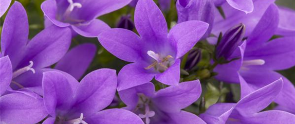 DIE GLOCKENBLUME! DIE GLOCKENBLUME!