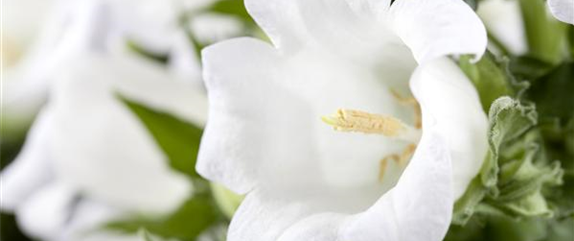 DIE GLOCKENBLUME! DIE GLOCKENBLUME!