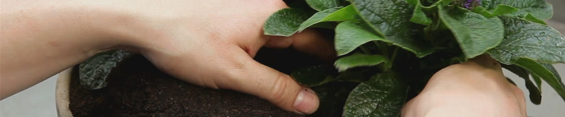 Vanilleblume – Einpflanzen in ein Gefäß 4