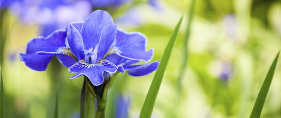 IRIS - DIE PFLANZE MIT DEN VIELEN GESICHTERN IRIS - DIE PFLANZE MIT DEN VIELEN GESICHTERN