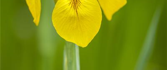 IRIS - DIE PFLANZE MIT DEN VIELEN GESICHTERN IRIS - DIE PFLANZE MIT DEN VIELEN GESICHTERN