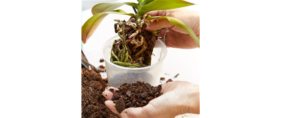 WIE GEHT...ORCHIDEEN UMTOPFEN? WIE GEHT...ORCHIDEEN UMTOPFEN?