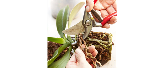 WIE GEHT...ORCHIDEEN UMTOPFEN? WIE GEHT...ORCHIDEEN UMTOPFEN?