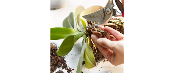 WIE GEHT...ORCHIDEEN UMTOPFEN? WIE GEHT...ORCHIDEEN UMTOPFEN?