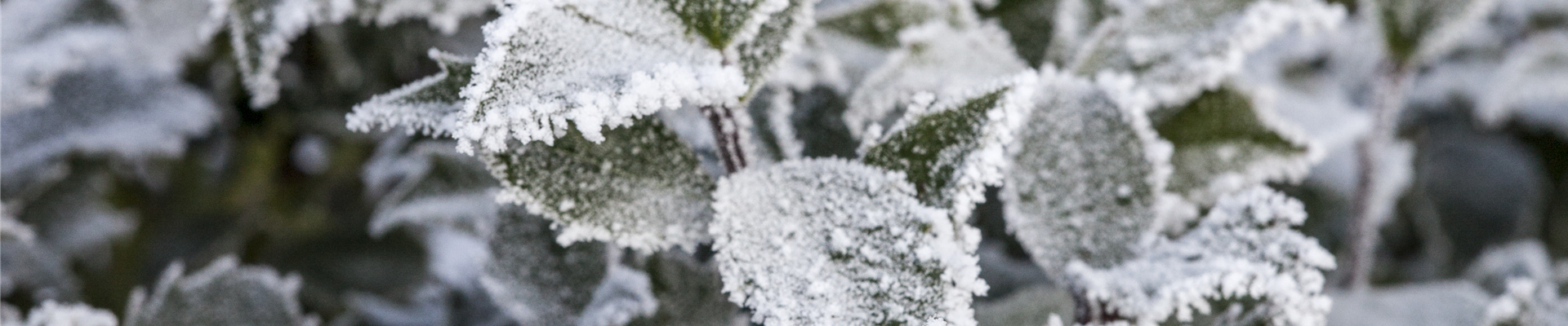 Ilex