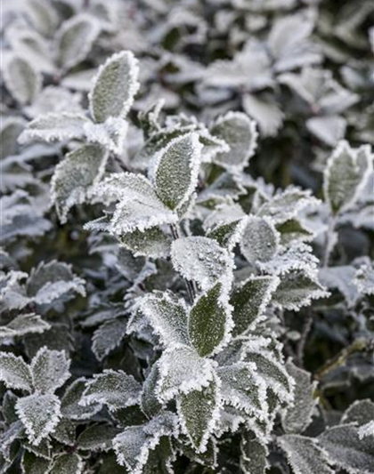 Pflanze des Monats Dezember: Stechpalme