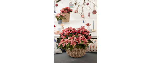 DEIN WEIHNACHTSDUFT!