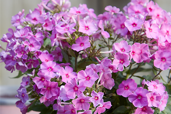 1925_Fruehlingsblueher-Staude_Phlox.png