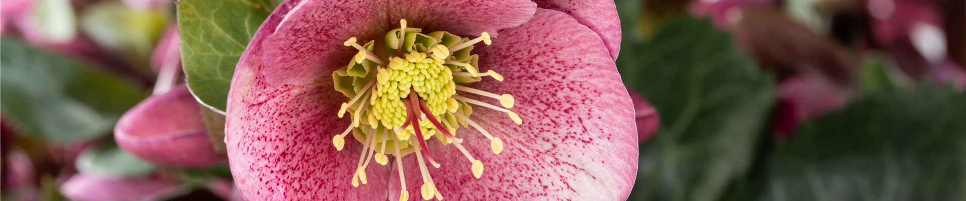 Helleborus 'Charmer'