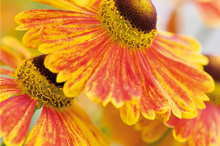 PFLANZE DES MONATS SEPTEMBER: SONNENBRAUT